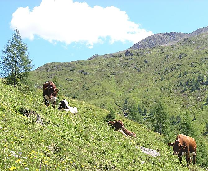 Onze dieren op de Oberbergalm
