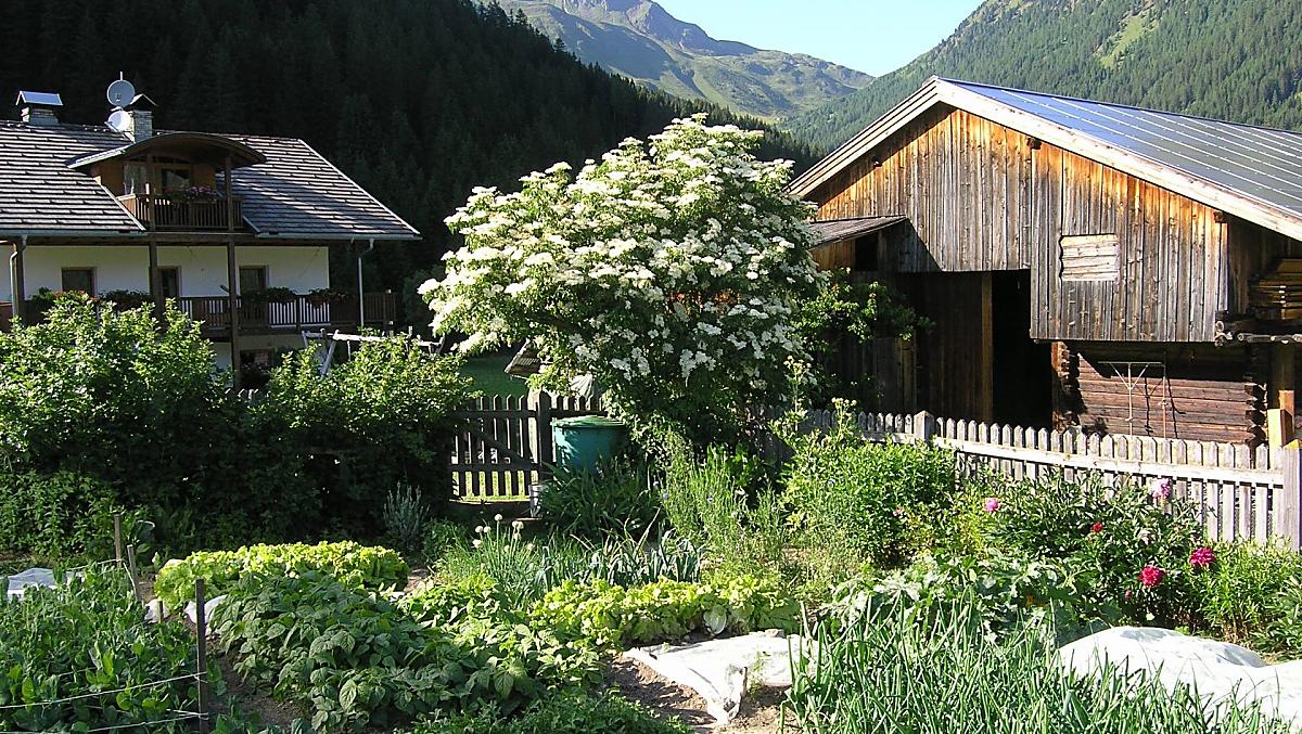 Onze moestuin in de zomer.