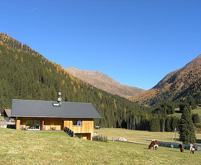 Het vee is terug van de alm en graast het laatste gras weg.