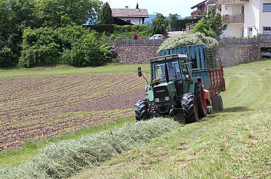 Hooien op de Wieserhof en op de achtergrond de uitlopers van de jonge maïsplanten en ons aardappelveld.