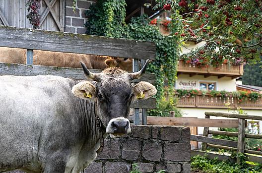 Op de biologisch gevoerde Ganoihof houden wij 8 moederkoeien van het grijze runderras.