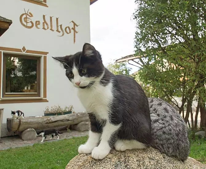 Sedlhof - Galleria fotografica Photo