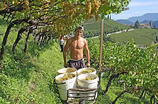 Chardonnay druivenoogst