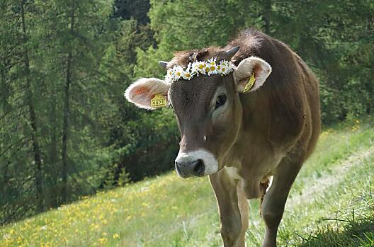 Kalfje Bibi in de lente