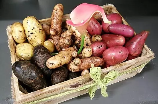Aardappeloogst