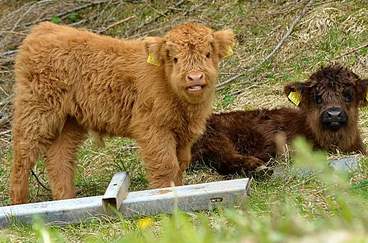 Onze kleine nakomelingen: schattig om te knuffelen