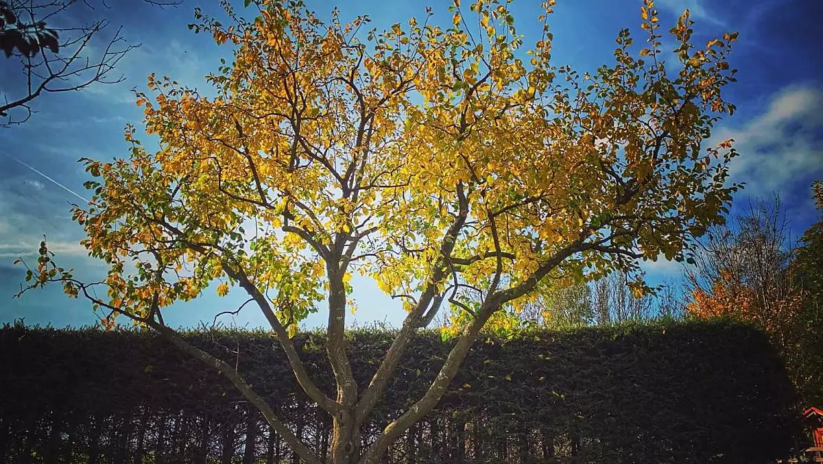Pruimenboom in de herfst