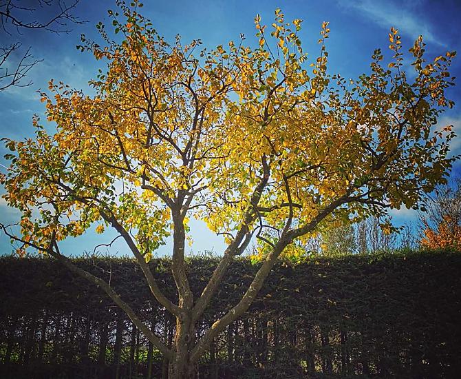 Pruimenboom in de herfst