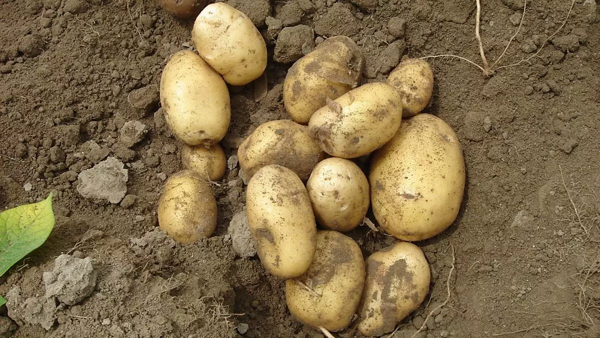 Aardappelen