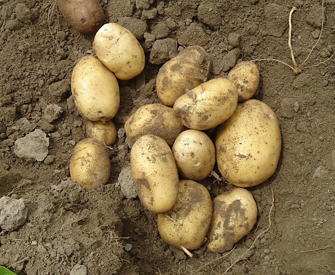 Aardappelen