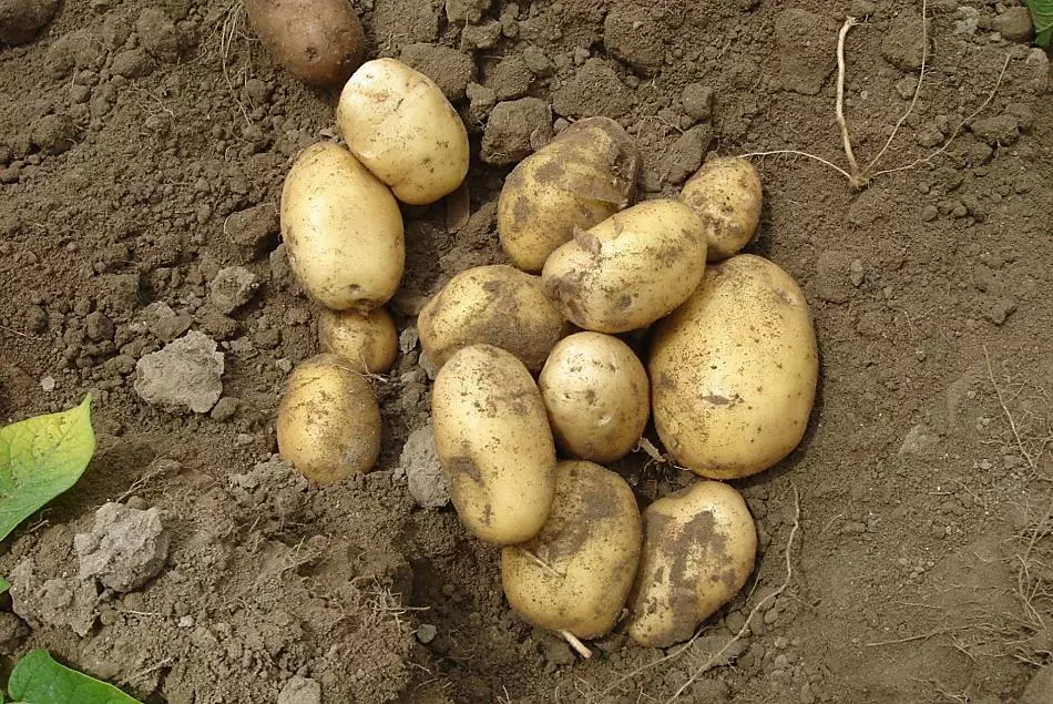 Aardappelen
