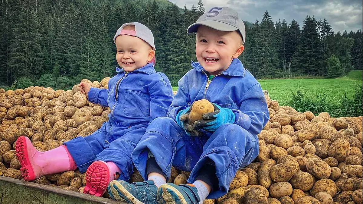 Vicky en Alex helpen vlijtig mee bij de aardappeloogst.