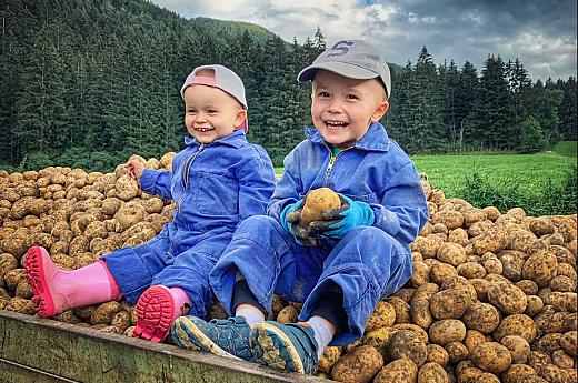 Vicky en Alex helpen vlijtig mee bij de aardappeloogst.