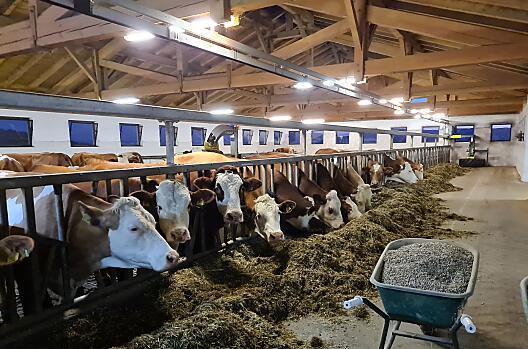 Dit zijn onze koeien. Twee keer per dag geven ze ons verse melk, waarvan we een deel verwerken tot yoghurt, roomkaas of aardbeienmelk.