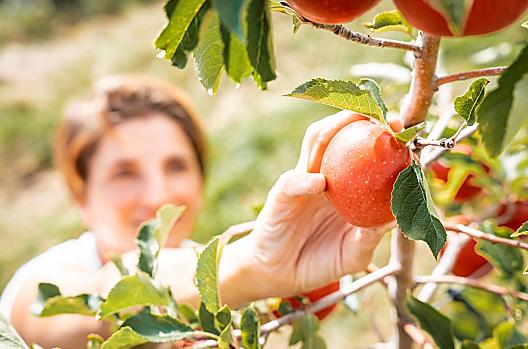 De appelpluk, ons vijfde seizoen!