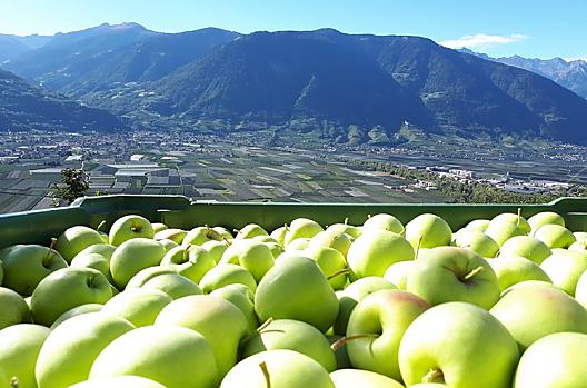 Appeloogst