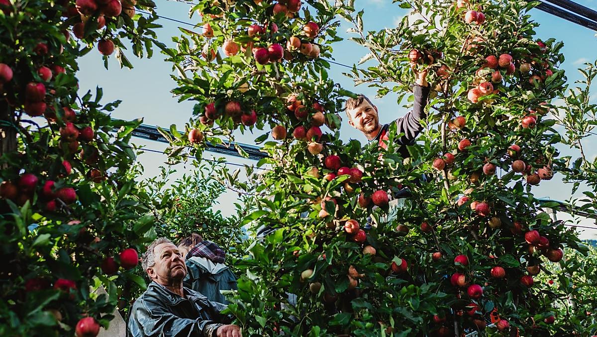 Tijdens de appeloogst