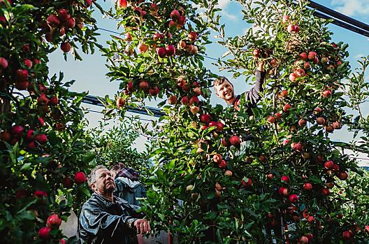 Tijdens de appeloogst