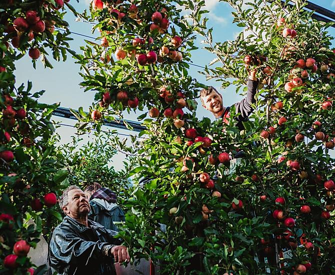 Tijdens de appeloogst