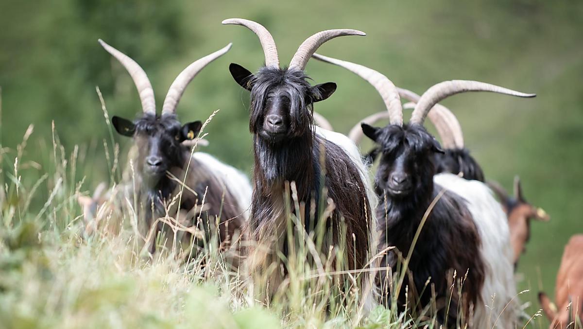 Walliser Zwartneusschapen op de zomerweide