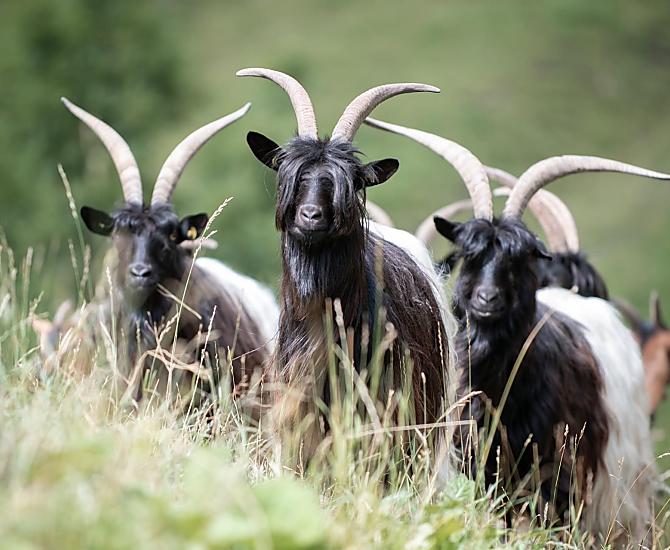 Walliser Zwartneusschapen op de zomerweide