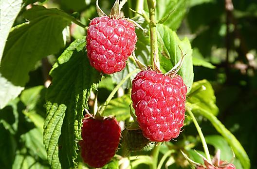 Bessen rechtstreeks uit de tuin