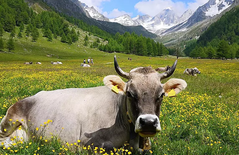 Lekkernijen van de Zuid-Tiroolse bergboerderijen 