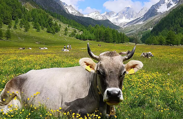 Lekkernijen van de Zuid-Tiroolse bergboerderijen Lekkernijen van de Zuid-Tiroolse bergboerderijen
