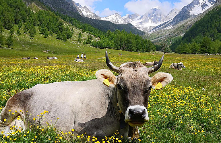 Lekkernijen van de Zuid-Tiroolse bergboerderijen 