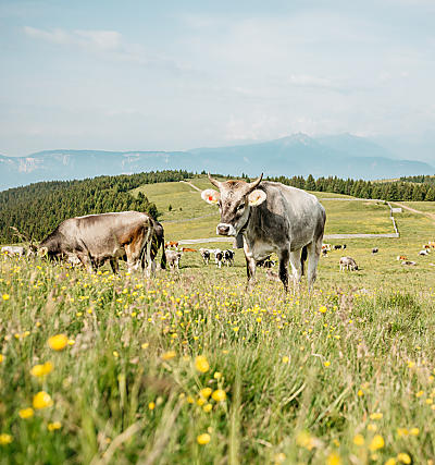 Lekkernijen van de Zuid-Tiroolse bergboerderijen