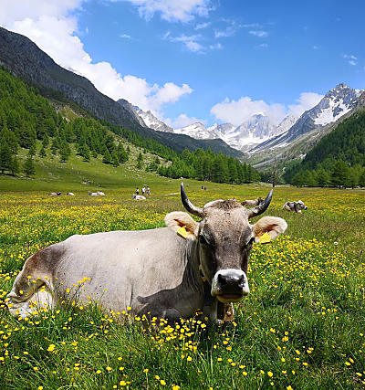 Lekkernijen van de Zuid-Tiroolse bergboerderijen