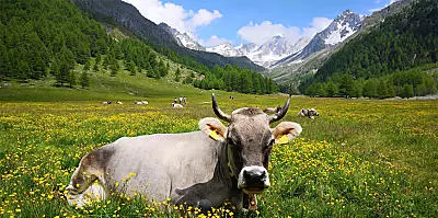 Lekkernijen van de Zuid-Tiroolse bergboerderijen