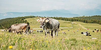 Lekkernijen van de Zuid-Tiroolse bergboerderijen