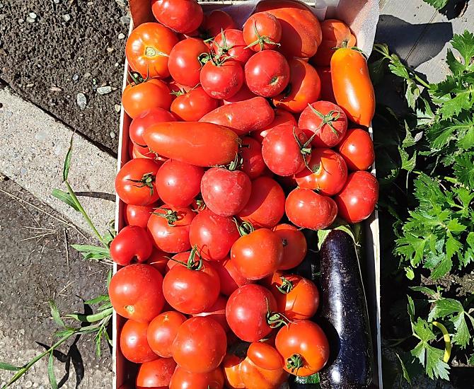 Tomaten uit de boerentuin