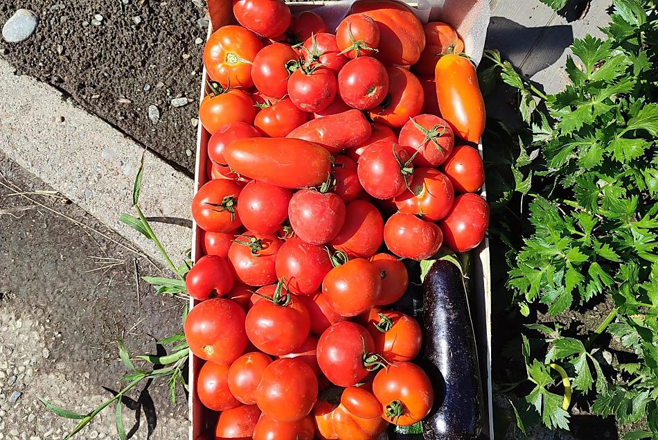 Tomaten uit de boerentuin
