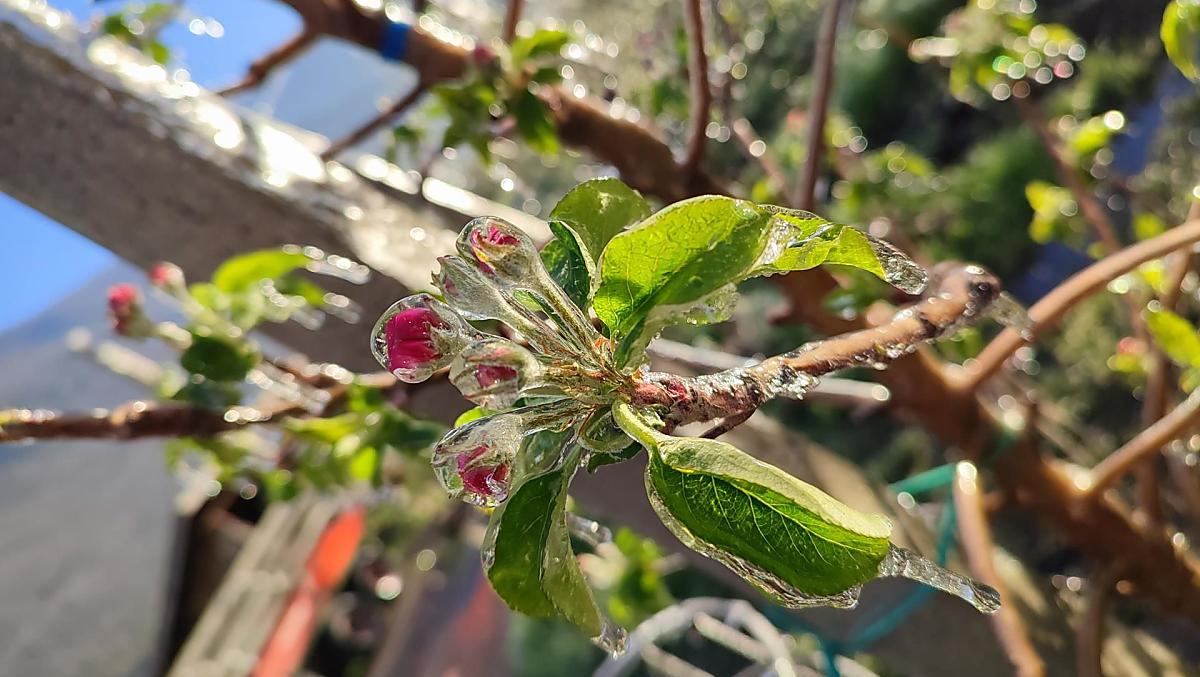 IJsbloemen in de lente