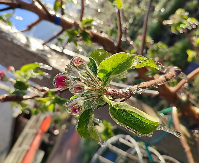 IJsbloemen in de lente