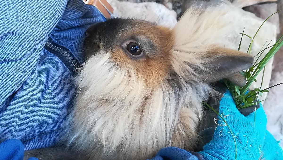 Dierenliefde