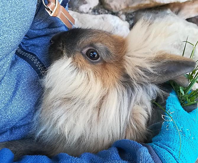 Dierenliefde