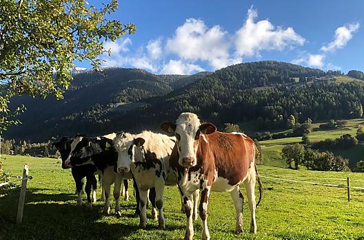 Leimgruberhof - Elenco Photo