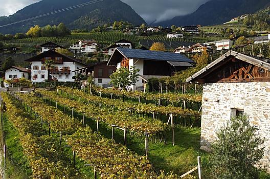 Mayerhof - Elenco Photo