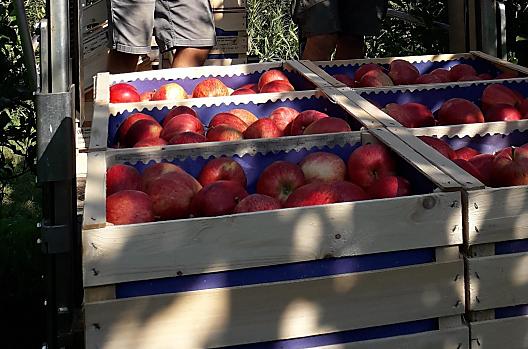 Appeloogst