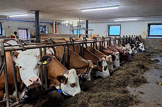 Alle koeien staan rustig te eten in de stal.