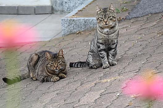 Boerderijkatten Jimmi en Collin