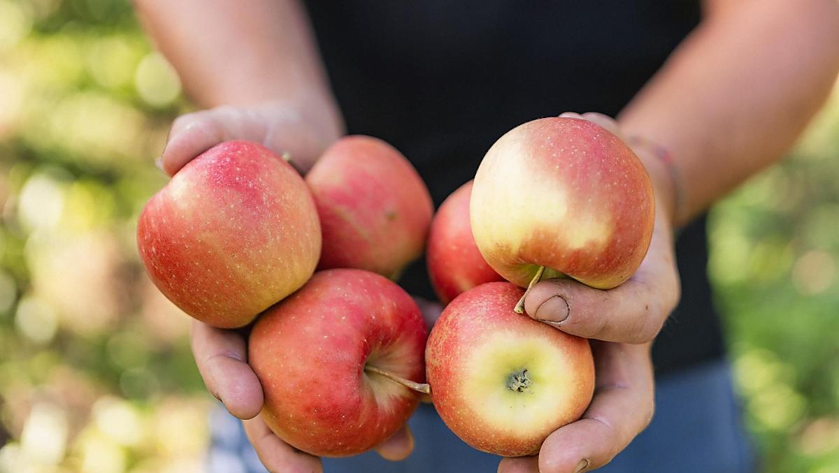 Appeloogst in de herfst