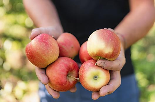 Appeloogst in de herfst