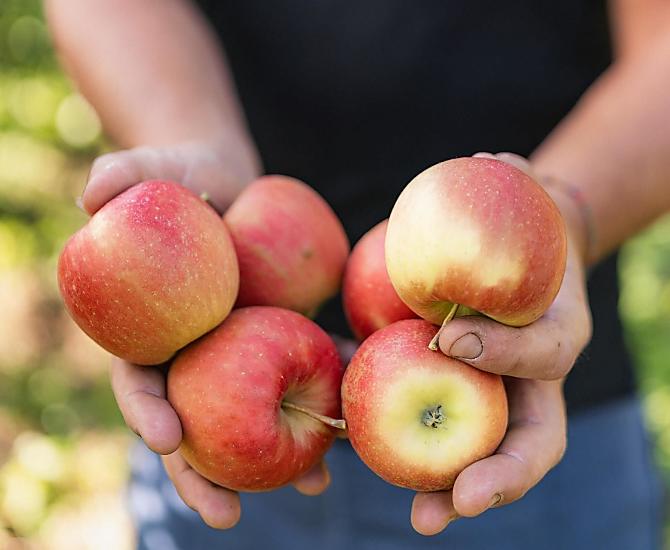 Appeloogst in de herfst