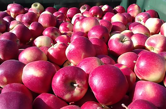 Appeloogst van het ras Kanzi