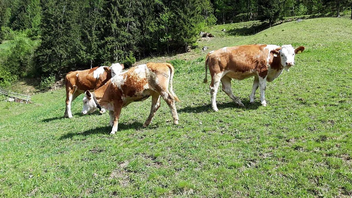 Sissi, Nicki en Mitzi in de wei.