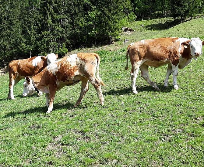 Sissi, Nicki en Mitzi in de wei.
